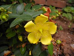 Hypericum.flower.750pix.jpg