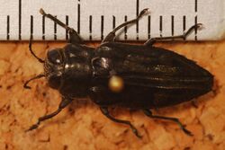 Jewel Beetle (Chrysobothris acutipennis) (8287163647).jpg