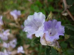 Kurinji Flowers.jpg