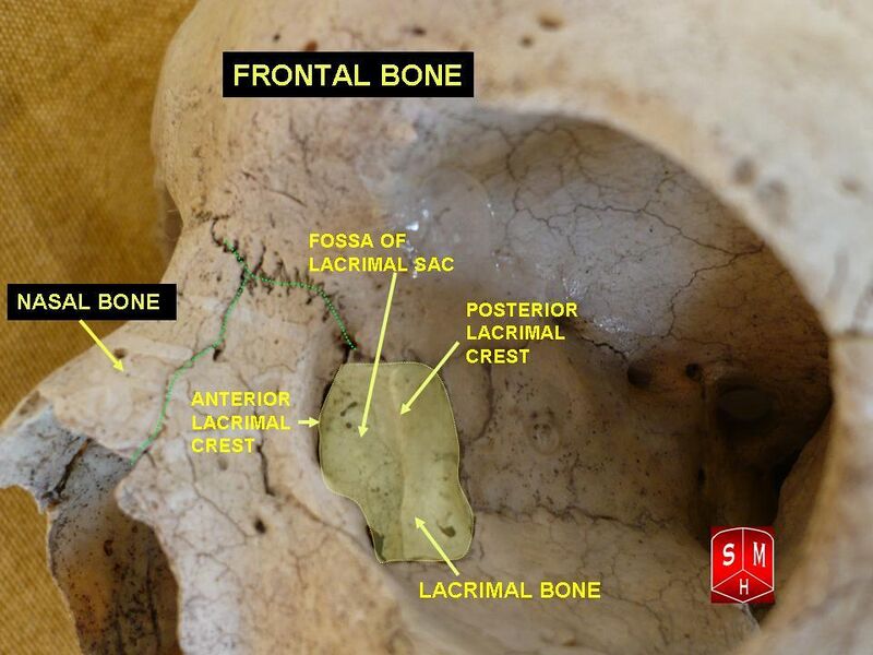 File:Lacrimal and nasal bones.jpg