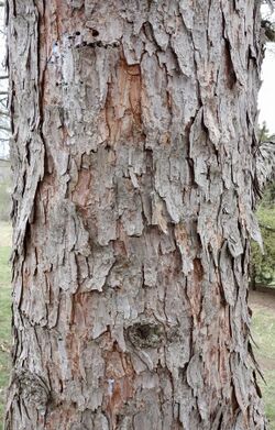 Larix gmelinii bark.jpg