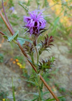 Liatris squarrosa.jpg