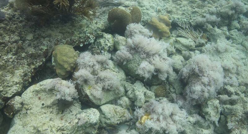 File:Macroalgal overgrowth on coral reefs.jpg