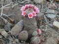 Mammilaria grahamii.jpg