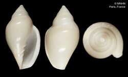 Marginella impudica (MNHN-IM-2000-529).jpeg