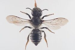 Megachile lapponica.jpg