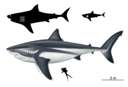 Megalodon size chart.png