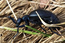 Meloe proscarabaeus (male).jpg