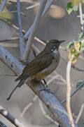 Mirlo Garganta Blanca, White Throated Thrush, Turdus assimilis (13362733943).jpg