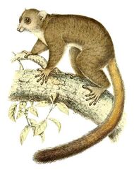 Artistic illustration of a giant mouse lemur climbing on a branch