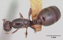 Monomorium emarginatum casent0103535 dorsal 1.jpg