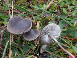 Mycena aetites.png