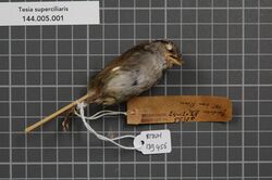 Naturalis Biodiversity Center - RMNH.AVES.139456 2 - Tesia superciliaris (Bonaparte, 1850) - Sylviidae - bird skin specimen.jpeg