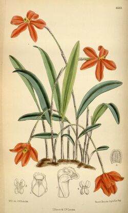 Neocogniauxia monophylla (as Laelia monophylla) - Curtis' 109 (Ser. 3 no. 39) pl. 6683 (1883).jpg