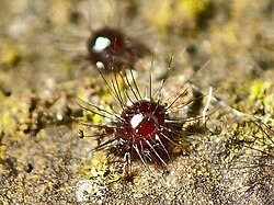 Neotrichozetes spinulosa 252621413.jpg