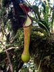 Nepenthes pantaronensis upper pitcher.jpg