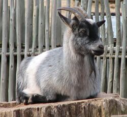 Nigerian Dwarf Goat 002.jpg