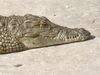 Nile Crocodile (17038929167).jpg