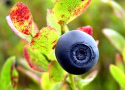 Norwegian blueberry.jpg