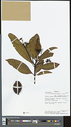 Ochrosia glomerata.jpg