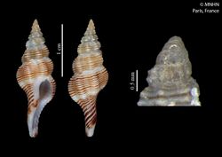 Okutanius ellenae (MNHN-IM-2013-68819) 002.jpeg