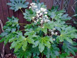 Old Fatsia japonica with blosems.jpg