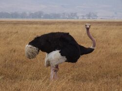 Ostrich Ngorongoro 05.jpg