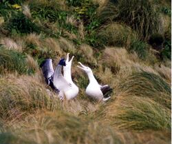 Pair of Southern Royal Albatrosses.jpg