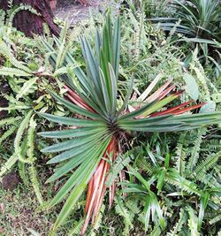 Pandanus rigidifolius - rosette.jpg