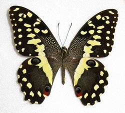 Papilio demodocus 1.JPG