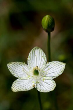 Parnassia grandifolia Arkansas.jpg