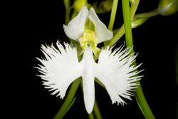 Pecteilis radiata '蘭月 - Rangetsu' (Thunb.) Raf., Fl. Tellur. 2 38 (1837) (48693332888).jpg