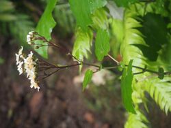 Pericallis appendiculata 01.JPG