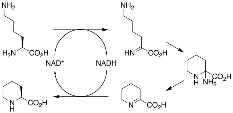 File:Picolinic acid biosynthesis.png