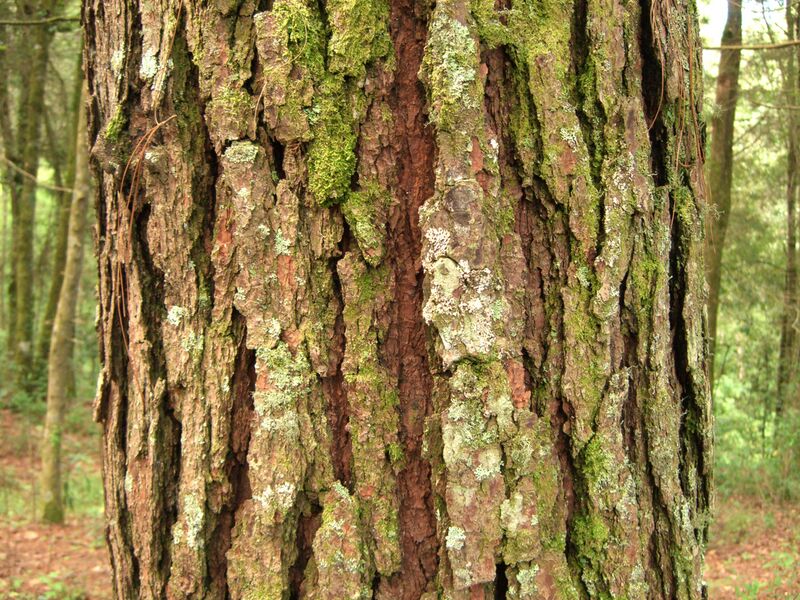 File:Pine bark tecpan guatemala.JPG