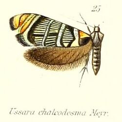 Pl.2-25-Ussara chalcodesma Meyrick, 1913.jpg