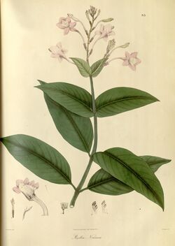 Plantae Asiaticae rariores, or, Descriptions and figures of a select number of unpublished East Indian plants (Tab. 83) BHL449603.jpg