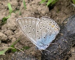 Polyommatus amandus.jpeg