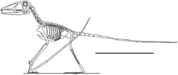 Preondactylus.png