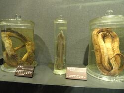 Preserved specimens - Kunming Natural History Museum of Zoology - DSC02415.JPG