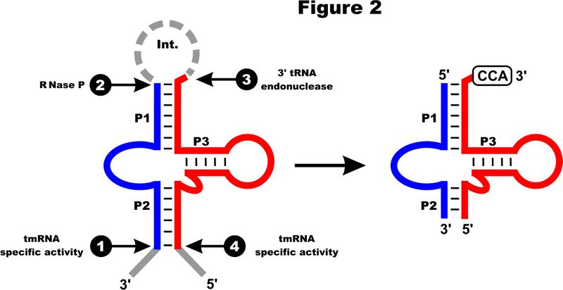 File:Processing of two-piece mt-tmRNA..jpg