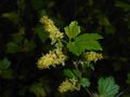 Ribes alpinum 2016-04-19 7875.JPG