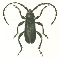 Ropalopus clavipes.jpg