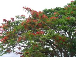 Royal Poinciana tree, Gordonvale, Queensland.JPG