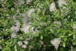 Salix myrsinifolia (Schwarz-Weide) IMG 4622.JPG