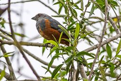 Saltator rufiventris - Rufous-bellied saltator.jpg