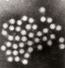Sappovirus.jpg