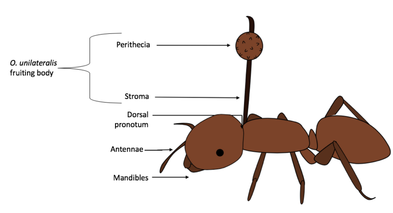 File:Schematic drawing of Ophiocordyceps unilateralis morphology on an infected ant.png