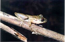 Scinax longilineus01.jpg