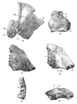 Sinanthropus Skulls VI and VII.png